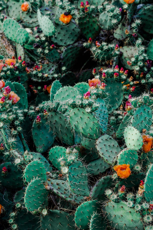 Product Primer: Cactus Oil