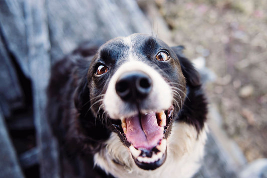 Hemangiosarcoma in Dogs and Cats
