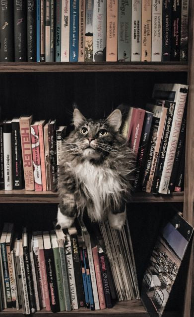 Firework Fear - How to Help Your Pets