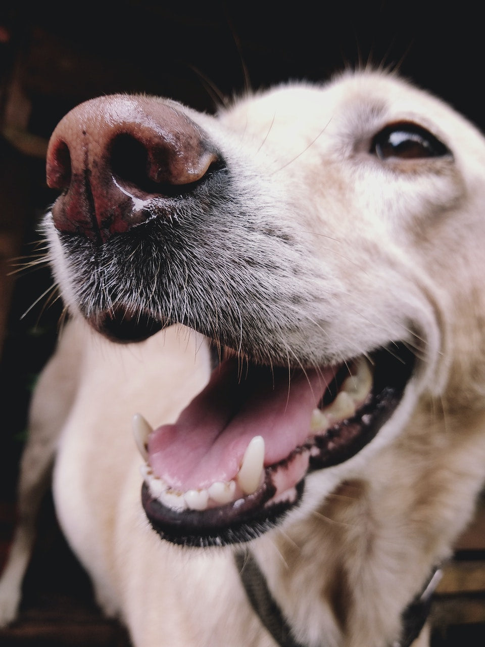 Antioxidants for Dogs