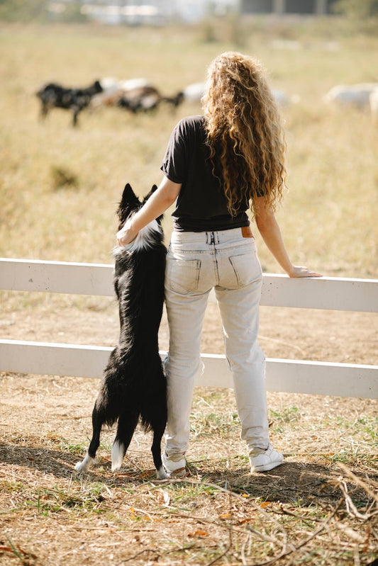 How to Be a Better Pet Owner