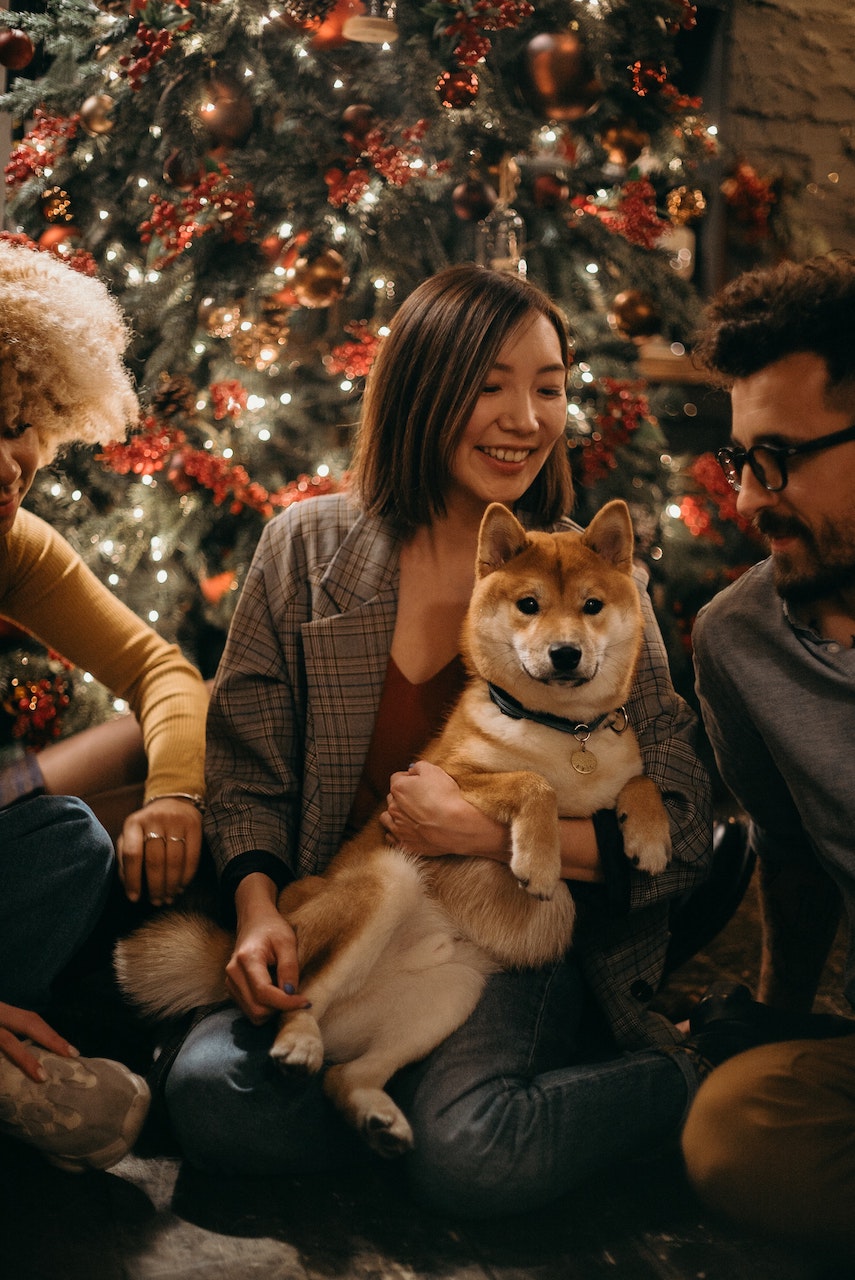 Beating Holiday Pet Stress