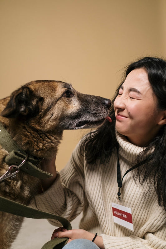 Senior Dogs: Appreciation and Care