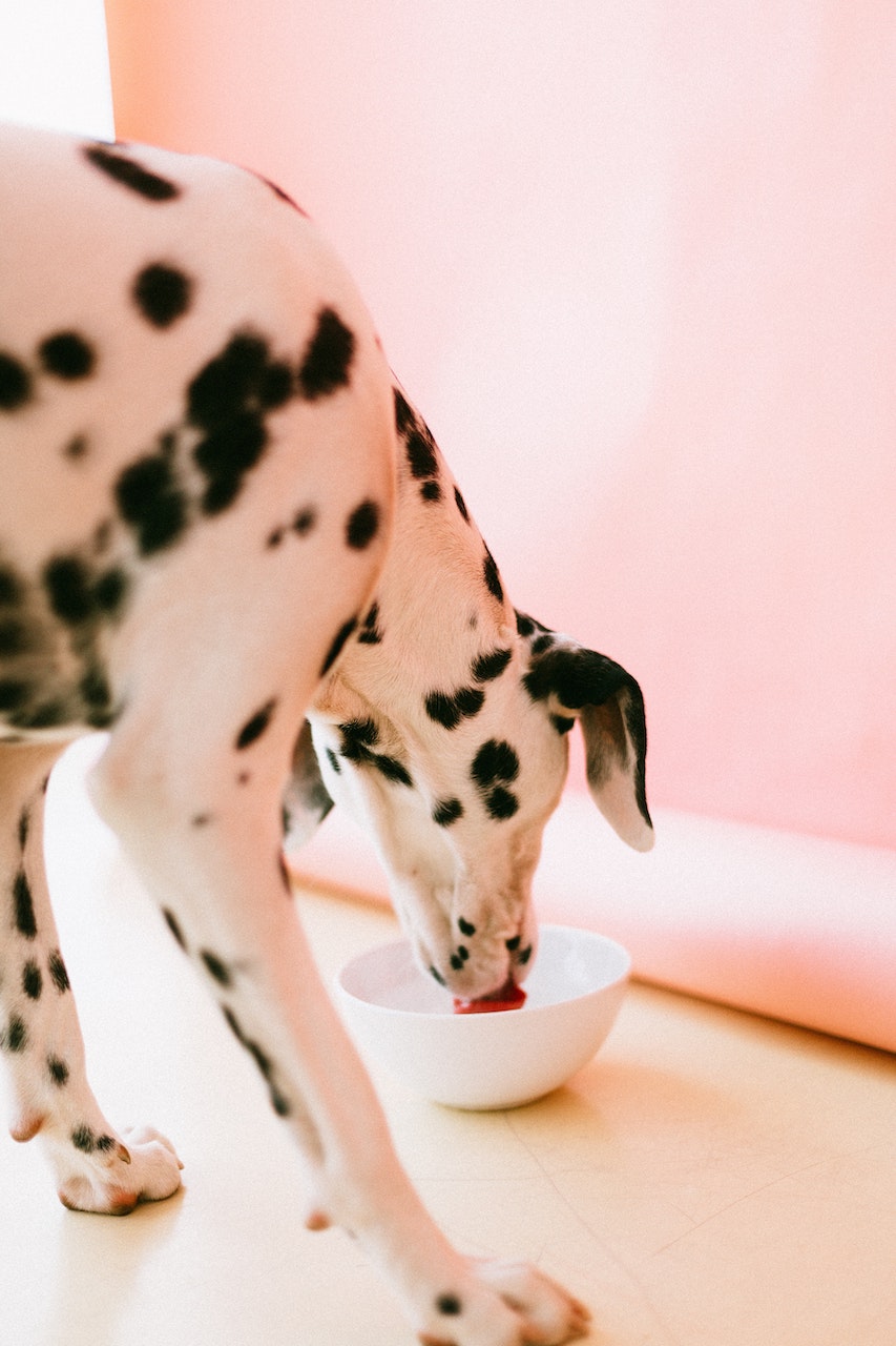 Bone Broth for You and Your Pet