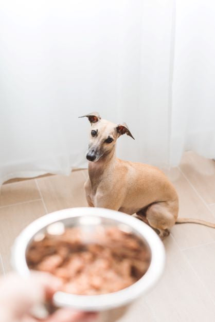 Pet Positive New Year's Resolutions Part 1