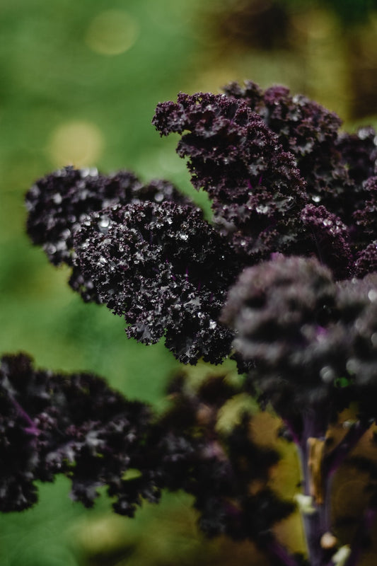 Food as Medicine Basics