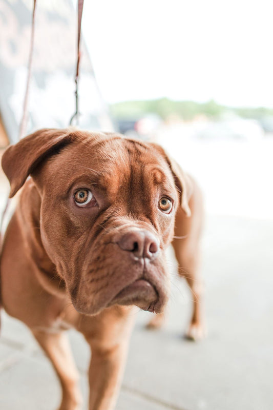 Curing Pills for Pets