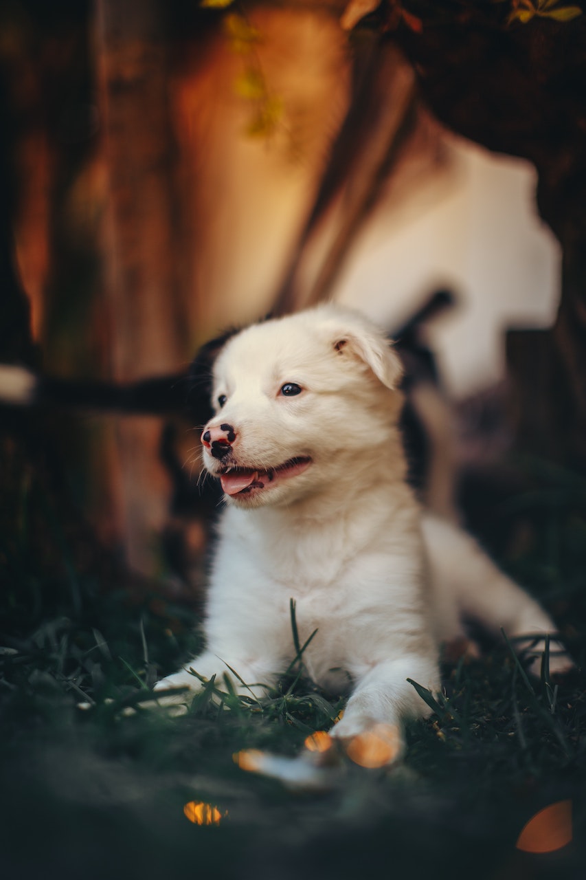 How to Know if a Breeder is a Puppy Mill