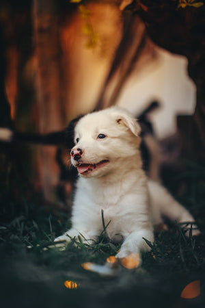 How to Know if a Breeder is a Puppy Mill