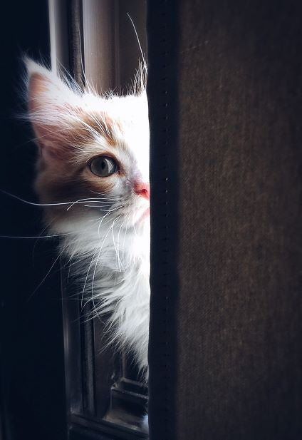 Mythbusting Pet Allergies