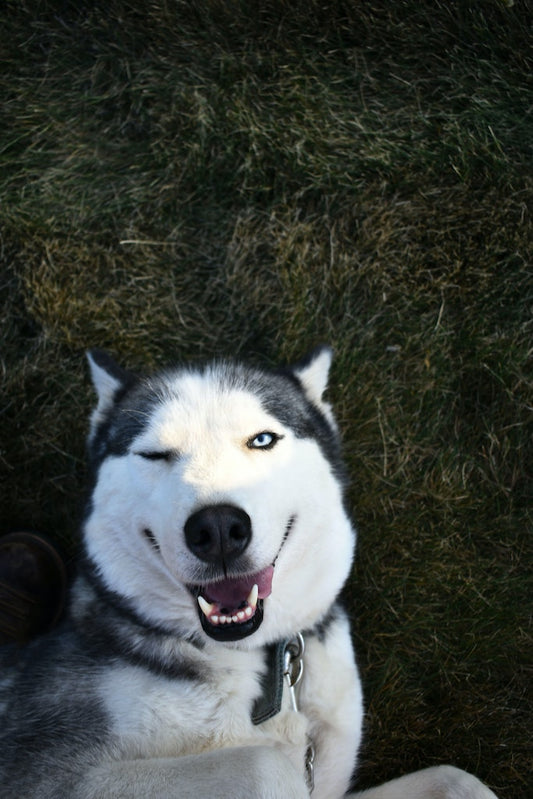 Pet Pawsitive New Year's Resolutions Part 3