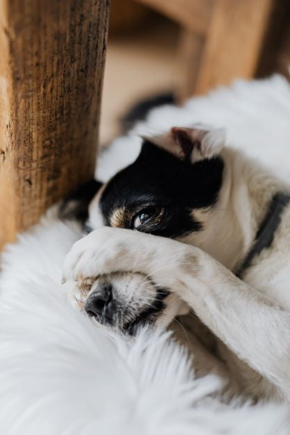Pet Pawsitive Resolutions Part 2