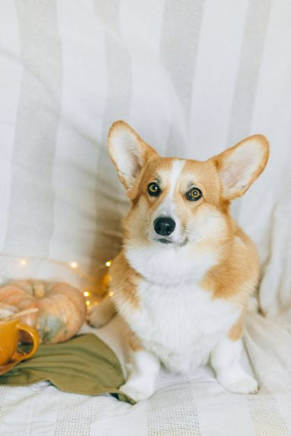 Gift Ideas, Charities, and Holiday Feels