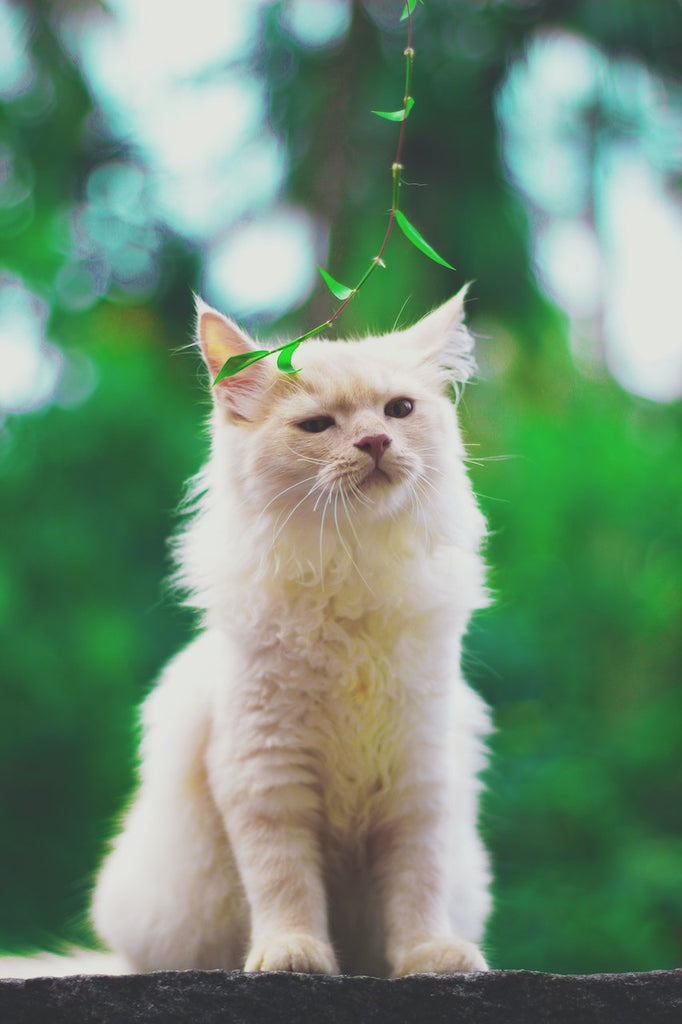 Outdoor Cats and What you Need to Know