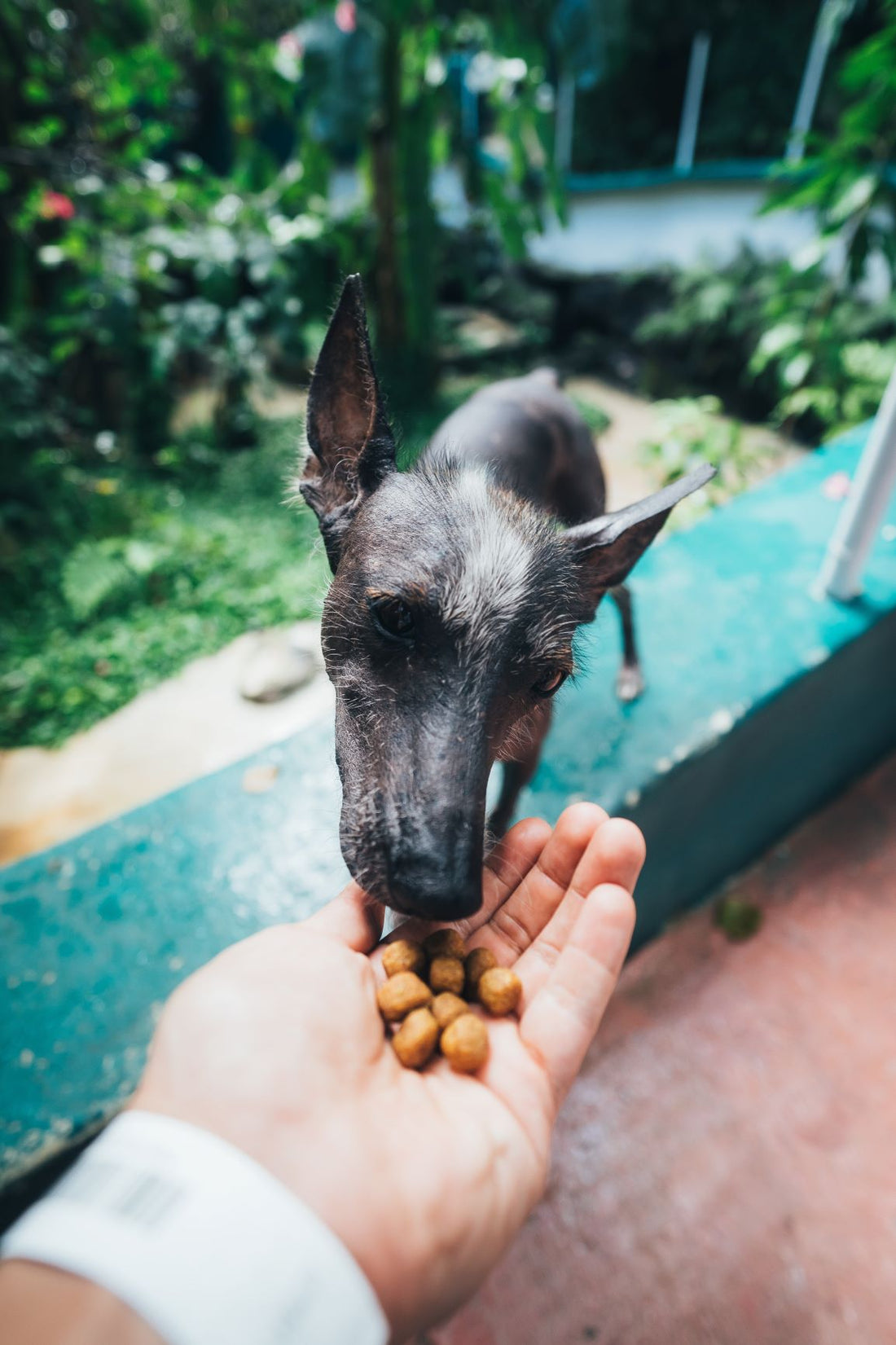 Toxic Foods for Dogs and Cats