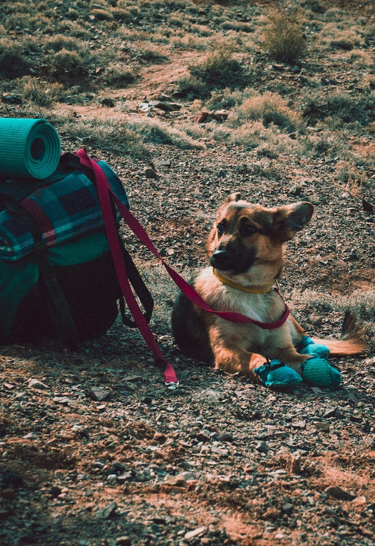 Essential Oils to Repel Ticks (with info on people and pets)