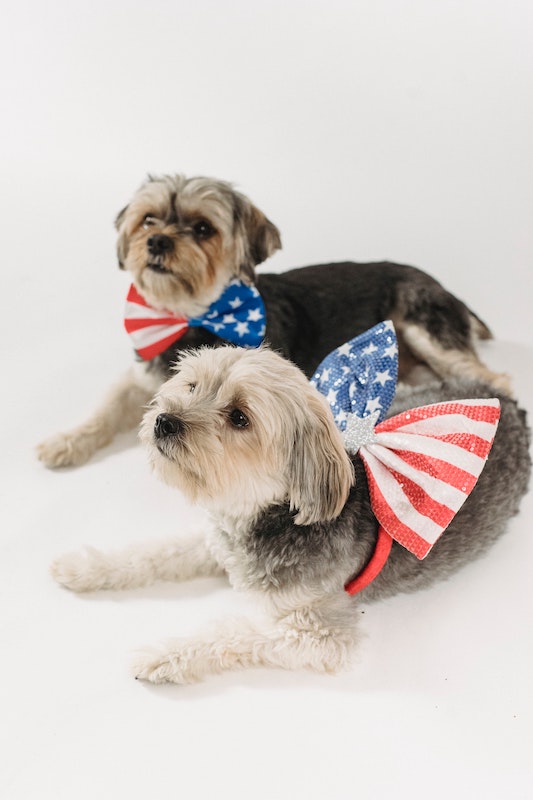 4th of July: Hours and Pet Stress Tips