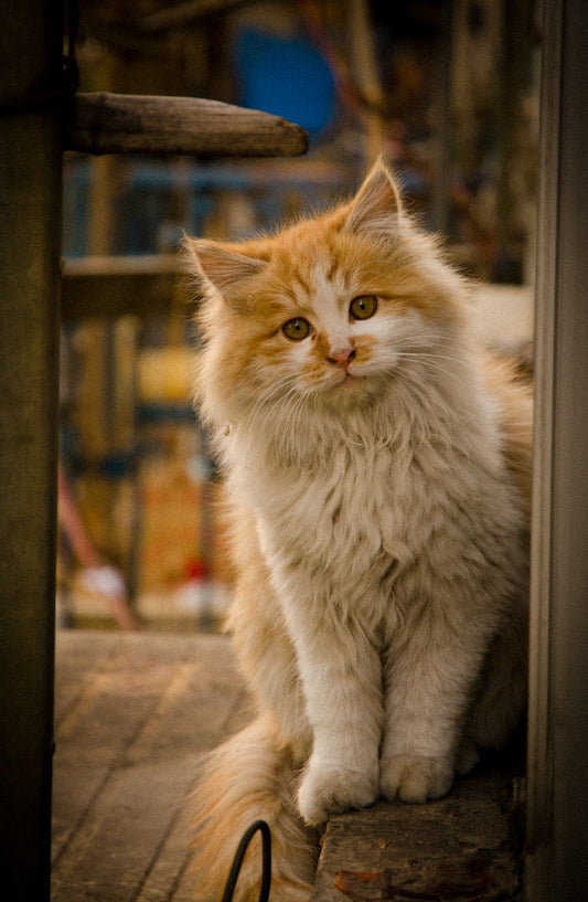 National Specially-Abled Pets Day